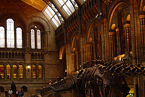 Natural History Museum - London