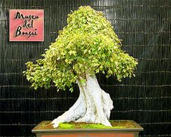 Museu del Bonsai