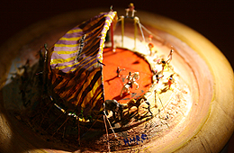 Micromundi, Museu de miniatures i microminiatures, Besalú